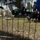 901 Goats at Corporate