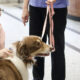 Therapy dogs at Corporate